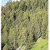 Gartenwelt Riegelsberger Hochbeet 180x80x72 cm aus modernen Rhombusleisten Lärchenholz Natur Kräuterbeet Gemüsebeet Pflanzbeet - Thumbnail 3
