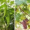 250 Stück Pflanzenclips,Tomatenclips Verbinden,Kunststoff Tomatenclips,Pflanzenklammern,Ranken Clips,Pflanzen Sicherung,Tomatenclips Verbinden Pfeffer Gurke Reben Ideal,für Pflanzen Sicherung – Bild 2