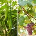250 Stück Pflanzenclips,Tomatenclips Verbinden,Kunststoff Tomatenclips,Pflanzenklammern,Ranken Clips,Pflanzen Sicherung,Tomatenclips Verbinden Pfeffer Gurke Reben Ideal,für Pflanzen Sicherung - Thumbnail 7