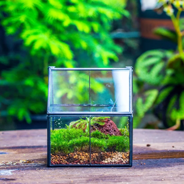 NCYP 10,8x10,8x12,5 cm Geometrisches Mini Pflanzenterrarium aus Glas mit Deckel, Schwarz Übertopf für kleine Sukkulenten Luftpflanzen, Handgefertigt Heimgarten Büro Tischdekoration (Nur Terrarium) – Bild 6