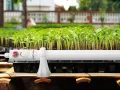 Royal Gardineer Heizung Gewächshaus: Elektrische Stabheizung für Gewächshäuser, 55 Watt, 51 cm, IP44 (Heizstäbe, Bodenheizung, Heizlüfter) - Thumbnail 6