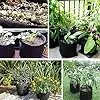 König Design 20x 10L Pflanzsack aus Vlies Stoff - 20er Set 10L Pflanztaschen aus 300 g/m² Filz & Vliesstoff - Pflanzgefäß Pflanzbeutel für Balkon Terrasse Gewächshaus & Garten – Bild 2