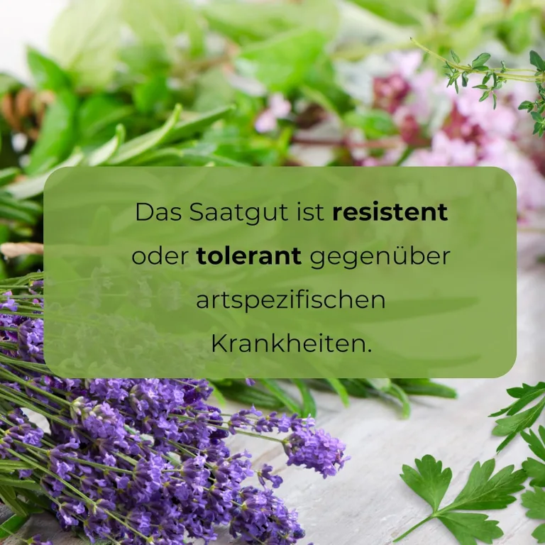 Grünkohl Mischung 2g, Robuste Gemüsesamen, Gemüse Samen, Samen Anzucht – Bild 7
