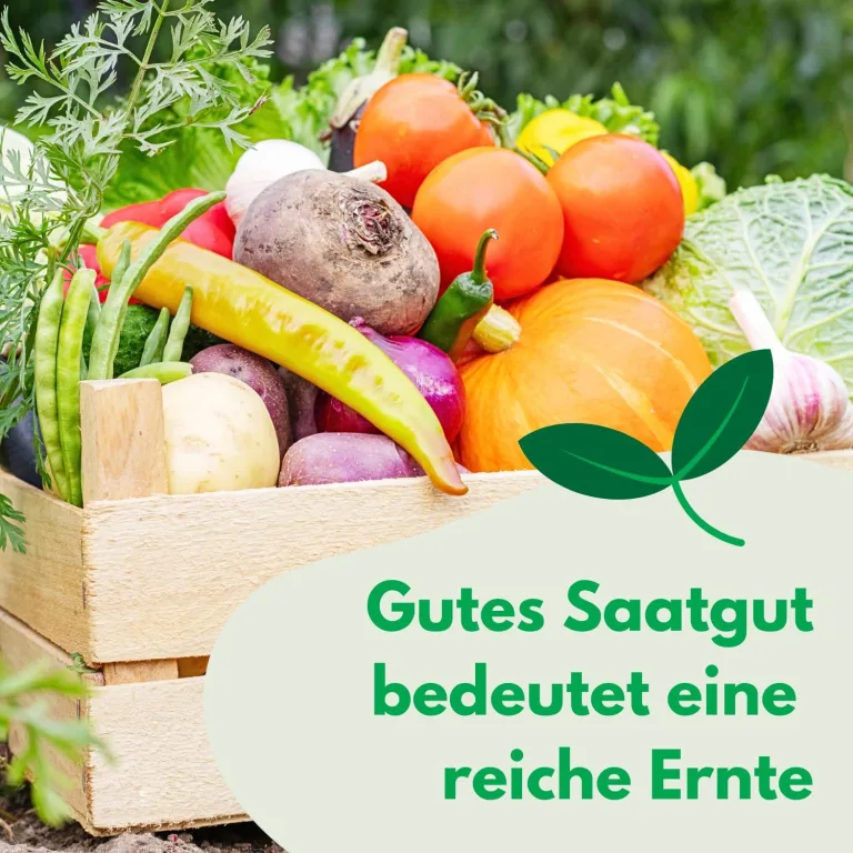 Butterkopfsalat Königin von Mai Samen 1g, Kopfsalat, Robuste Gemüsesamen, Gemüse Samen, Samen Anzucht, Saatgut für Gewächshaus – Bild 5