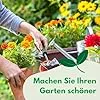 Butterkopfsalat Königin von Mai Samen 1g, Kopfsalat, Robuste Gemüsesamen, Gemüse Samen, Samen Anzucht, Saatgut für Gewächshaus – Bild 2