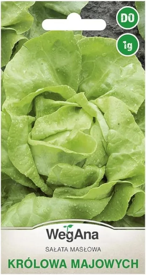 Butterkopfsalat Königin von Mai Samen 1g, Kopfsalat, Robuste Gemüsesamen, Gemüse Samen, Samen Anzucht, Saatgut für Gewächshaus – Bild 1