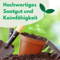 Butterkopfsalat Königin von Mai Samen 1g, Kopfsalat, Robuste Gemüsesamen, Gemüse Samen, Samen Anzucht, Saatgut für Gewächshaus - Thumbnail 3