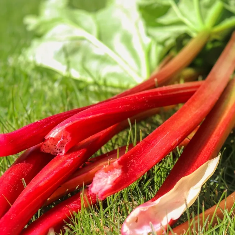 Lauchsamen 1g Porree Titus Robuste Gemüsesamen, Gemüse Samen Anzucht Saatgut für Gewächshaus Garten – Bild 10