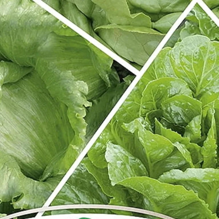 Lauchsamen 1g Porree Titus Robuste Gemüsesamen, Gemüse Samen Anzucht Saatgut für Gewächshaus Garten – Bild 6