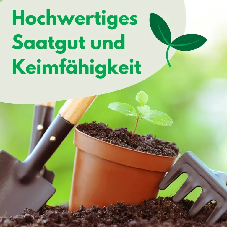 Petersilienwurzel Konika Saatband 6m Wurzelpetersilie, Robuste Gemüsesamen Gemüse Samen Samen Anzucht Saatgut für Gewächshaus – Bild 3