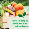 Tomaten Ateron Hybrid (F1) 0,1g Tomatensamen Robuste Gemüsesamen, Gemüse Samen, Samen Anzucht, Saatgut für Gewächshaus Garten - Thumbnail 5