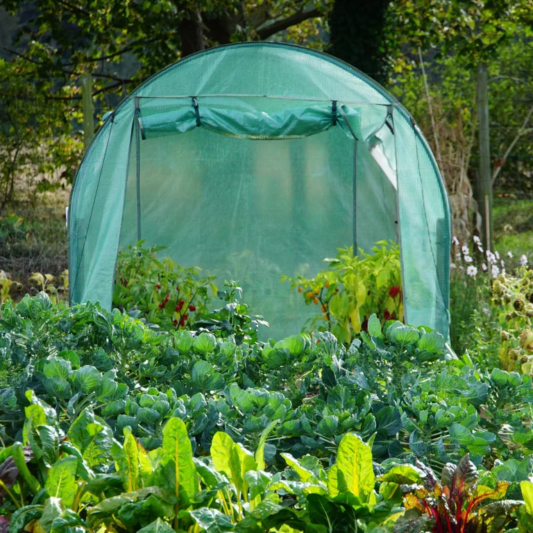 NATIV Robustes Foliengewächshaus, Tomaten Gewächshaus mit 2 Fenstern, Tomatenzelt aus Stabiler Gewächshausfolie, Tomatenhaus mit aufrollbarer Türe, Überwinterungszelt für Pflanzen 300 x 200 x 200 cm – Bild 5