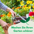 Hohe Gewächshaustomate Roselady F1 0.1g Samen Tomatensamen Robuste Gemüsesamen, Gemüse Samen Anzucht Saatgut für Gewächshaus Garten - Thumbnail 6