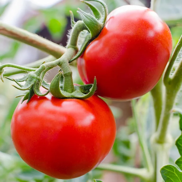 PlantiCo Tomate Janko Hybrid F1 Samen 0.2g Tomatensamen Robuste Gemüsesamen Gemüse Samen Anzucht Saatgut Gewächshaus Garten Gemüsegarten – Bild 2