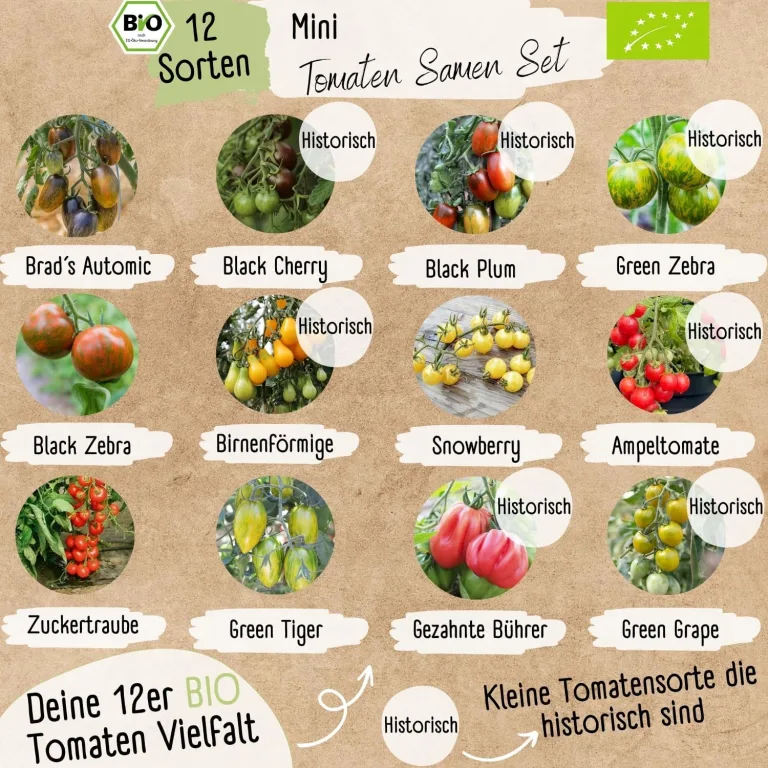 BIO mini Tomatensamen Set: 12 samenfeste Tomatensorten | Tomaten Saatgut mit seltene & alte Cocktail, Cherry & Fleischtomaten | Gemüse Samen für Balkon, Hochbeet, Garten & als Geschenk | Loveplants – Bild 3