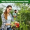 6 Stück Tomaten Rankhilfe 120 cm Höhe Tomate Rankhilfe im Set mit Twist Tie und clips Rankhilfe für Rosen Tomate Kletterpflanzen metall Pflanzenhalter für Tomate, Gurken, Rosen, Garten (Grün) – Bild 2
