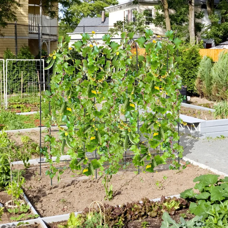 COSTWAY Gurke Rankgitter 180cm hoch, einstellbare Breite, Rankhilfe mit Ranknetz, Garten Gurkengitter Metall, Pflanzenspalier für Kletterpflanzen, Gitterspalier für Gurken Tomaten Efeu, inkl. Zubehör – Bild 9