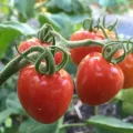 BIO-Tomatensamen Dattelomate "Taubenherz" Samenfest, Süß-Würziger Geschmack, Perfekt für Freiland & Gewächshaus - Thumbnail 2