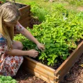 Greenspot - Hochbeet Holz - Kräuterbeet für Garten - 120x80 - aus Echtholz, Imprägniert - Gemüsebeet, Blumenbeet, Pflanzkübel XXL, Pflanzkasten - Timber Palisanderbraun - Thumbnail 7