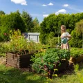 Greenspot - Hochbeet Holz - Kräuterbeet für Garten - 120x80 - aus Echtholz, Imprägniert - Gemüsebeet, Blumenbeet, Pflanzkübel XXL, Pflanzkasten - Timber Palisanderbraun Dunkel - Thumbnail 8