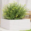 Gecheer Pflanzkübel Weiß 60x60x23 cm Massivholz Kiefer robust und stabil für Garten Dekoration - Thumbnail 2