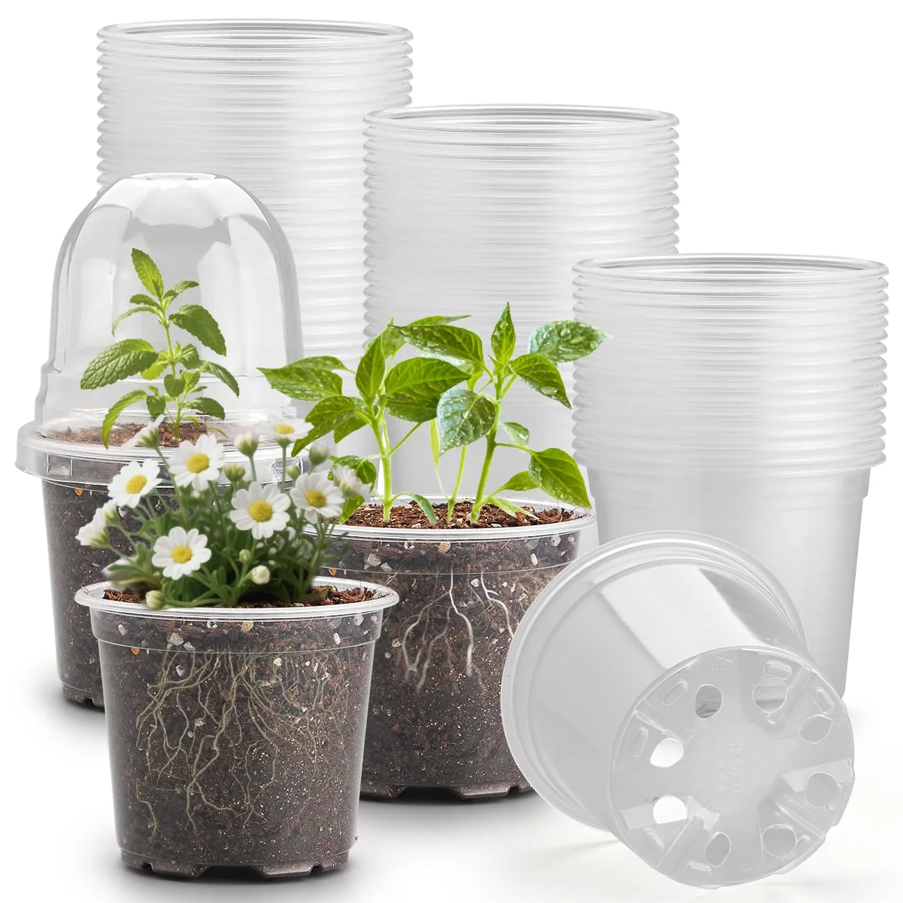 RooTrimmer 60 transparente Pflanztöpfe mit Feuchtigkeitskuppeln, 10,2 cm, Kunststoff-Pflanztöpfe mit Drainagelöchern für Setzlinge, transparenter Samen-Starttopf für Stecklinge, Anzucht - Bild 1