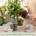 RooTrimmer 60 transparente Pflanztöpfe mit Feuchtigkeitskuppeln, 10,2 cm, Kunststoff-Pflanztöpfe mit Drainagelöchern für Setzlinge, transparenter Samen-Starttopf für Stecklinge, Anzucht - Thumbnail 4