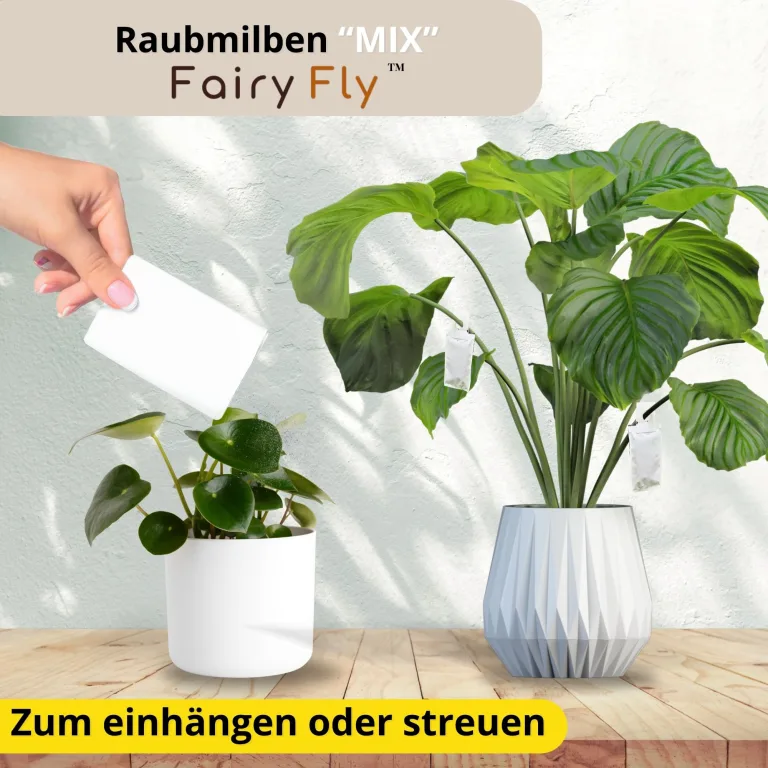 Raubmilben Mix gegen Thripse & Spinnmilben – 2 Tüten (1 x Cucumeris + 1 x Californicus) – Nützlinge für Zimmerpflanzen & Gewächshaus – biologisch & chemiefrei – Bild 3