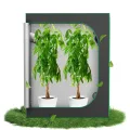 Aufun Grow Zelt für Pflanzen Zuchtzelt Gewächshaus Box Zuchtschrank Anzucht Gemüse Kräuter Grow Schrank, Indoor Anbauzelt, Growroom für Blumen klein Tomaten Hydro Green, Größe:240x120x200cm - Thumbnail 10