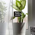 20 Stück Pflanzenschilder Holz, Gartenpflanzenstecker Mit Markierungsstift, Pflanzenschilder Zum Beschriften, Für Topfpflanzen Kräuter Blumen Gemüse, Mini-Gewächshaus, Gartenarbeiten - Thumbnail 6