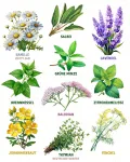 Bio Heil- und Teekräutersamen im 10er Set - 10 Heil- und Tee Kräuter Samen für den einfachen Anbau im Garten, Balkon oder Hochbeet - Pflanzensamen - Saatgut - Thumbnail 4
