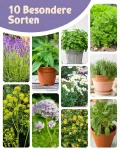 Bio Heil- und Teekräutersamen im 10er Set - 10 Heil- und Tee Kräuter Samen für den einfachen Anbau im Garten, Balkon oder Hochbeet - Pflanzensamen - Saatgut - Thumbnail 6