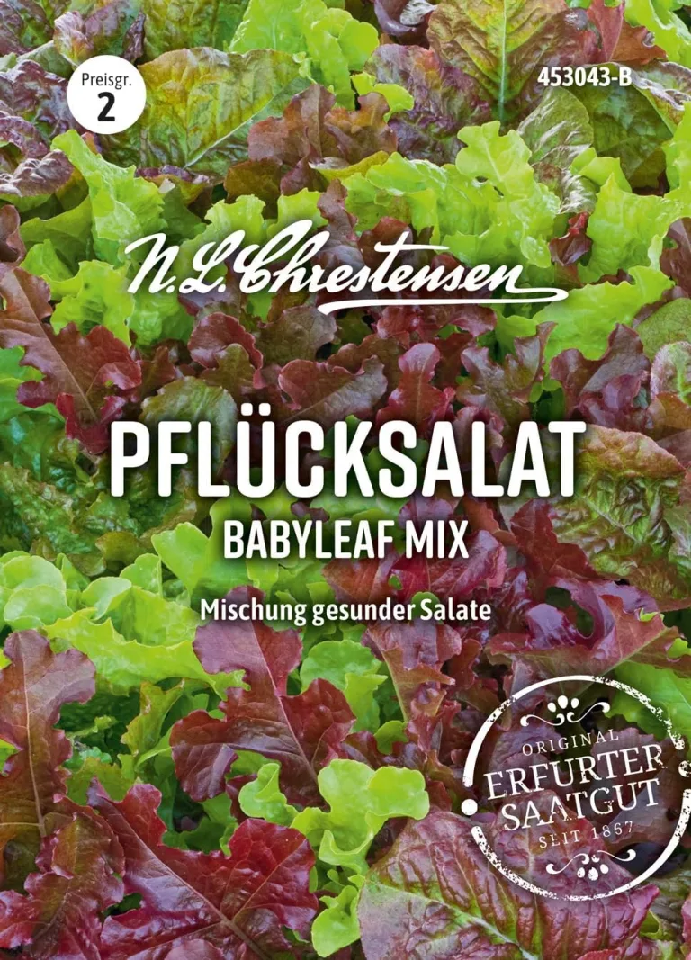 Chrestensen Saatgut Grünkohl Westländer halbhoher – Bild 6