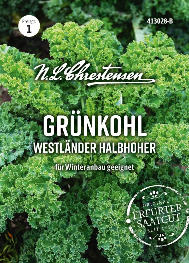 Chrestensen Saatgut Grünkohl Westländer halbhoher – Bild 1