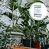 Toyvian Gewächshauszelt mit PVC Abdeckung 69x49x155cm Frostsichere Pflanzenschutzhaube für Gartenregal Vierstufige Kleiner Gewächshaus Blumenschutz für Tomaten Paprika Erdbeeren – Bild 2