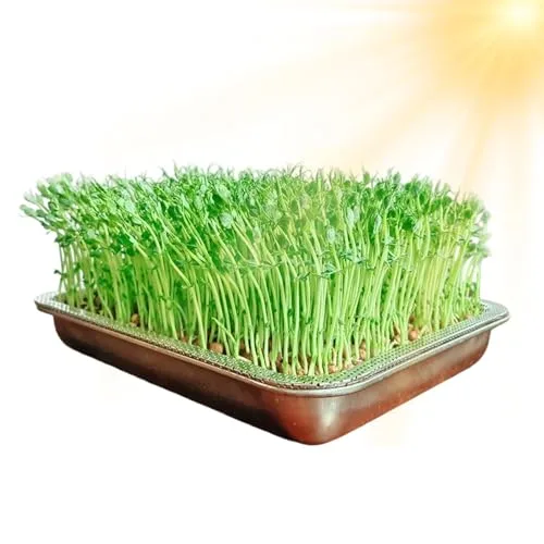Greens Anzuchtschalen, groß, rostfreier Edelstahl, Gartenpflanzenaufbewahrung, Mini-Pflanzen-Gewächshaus, für Gras, Innen- und Außenbereich, Garten, Zuhause, Büro – Bild 10
