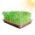 Greens Anzuchtschalen, groß, rostfreier Edelstahl, Gartenpflanzenaufbewahrung, Mini-Pflanzen-Gewächshaus, für Gras, Innen- und Außenbereich, Garten, Zuhause, Büro - Thumbnail 1
