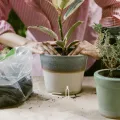Gatuida 1 Set Erdbeerpflanzen-Pflanznadeln aus Kunststoff – Pflanzenstützclips, Befestigungsstifte aus Kunststoff für Erde – Rankgabeln, Gartenbefestigungsclips für Gewächshaus, Gartenspaliere, - Thumbnail 5