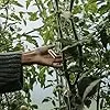 HEMOTON Transparentes Kunststoff-gartenpflanzen-befestigungsgabel- Wiederverwendbare Reben-Clips Erdbeer-stem-fixierung für Garten Gewächshaus Stabiler Pflanzenhalter - Thumbnail 2