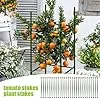 Rankhilfe für Pflanzen – Set 30 Stück erweiterbare Kletterhilfe Tomaten Gewächshaus Struktur Garten Zubehör robust und einfach zu montieren | für nachhaltigen Anbau - Thumbnail 2