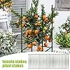 Spalierverbinder für Pflanzen – Set mit 30 Teilen, erweiterbares Kit, Kletterhilfe, Tomaten, garten, Gewächshaus, Gartenstruktur, Zubehör, widerstandsfähig und einfach zu montieren | für nachhal - Thumbnail 2