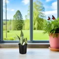 ifundom 50 Stück Kunststoff Pflanztöpfe mit Abflussloch 165cm Rund Langlebige Anzuchttöpfe für Garten und Gewächshaus - Thumbnail 4