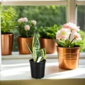 ifundom 50 Stück Kunststoff Pflanztöpfe mit Abflussloch 165cm Rund Langlebige Anzuchttöpfe für Garten und Gewächshaus - Thumbnail 8