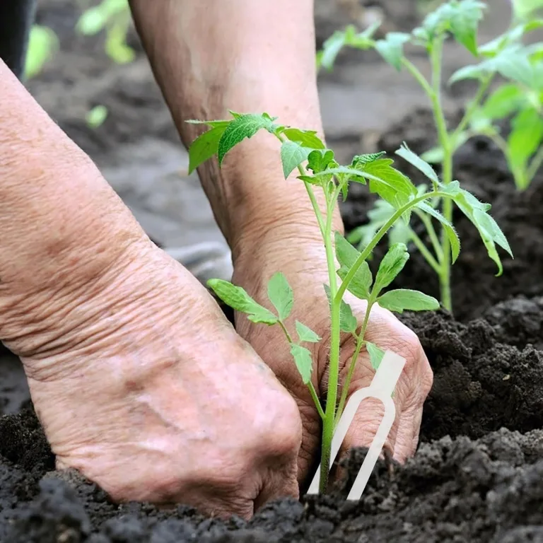 Artibetter Transparente Pflanzenstecknadeln 5cm Kunststoff Erdbeer Befestigungsgabeln für Garten und Gewächshaus Wiederverwendbare Rankhilfen für Erdbeeren Blumen und Gemüse – Bild 9