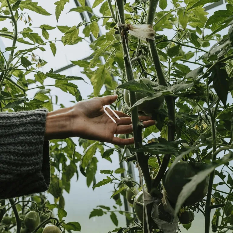 Transparentes Gartenpflanzen-befestigungsclip Dicke Kunststoff-pflanzenklammern mit Doppelstachel für Erdbeeren und Reben Robustes Fixierwerkzeug für Outdoor-Garten und Gewächshaus – Bild 8