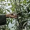 Transparentes Gartenpflanzen-befestigungsclip Dicke Kunststoff-pflanzenklammern mit Doppelstachel für Erdbeeren und Reben Robustes Fixierwerkzeug für Outdoor-Garten und Gewächshaus – Bild 2