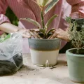 Transparentes Gartenpflanzen-befestigungsclip Dicke Kunststoff-pflanzenklammern mit Doppelstachel für Erdbeeren und Reben Robustes Fixierwerkzeug für Outdoor-Garten und Gewächshaus - Thumbnail 6