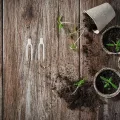 Transparentes Gartenpflanzen-befestigungsclip Dicke Kunststoff-pflanzenklammern mit Doppelstachel für Erdbeeren und Reben Robustes Fixierwerkzeug für Outdoor-Garten und Gewächshaus - Thumbnail 7