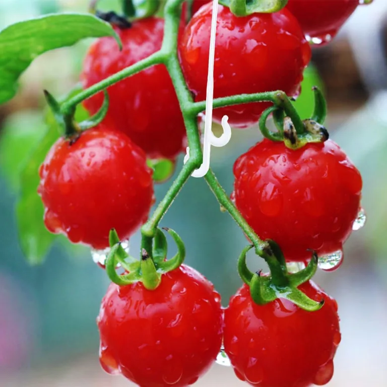 Toddmomy 850 Stück Tomaten Fruchthaken Pflanzenstützhaken aus Bruchfestem Kunststoff Weiß 13cm für Gewächshaus Garten Gemüsepflanzenaufhängung – Bild 5