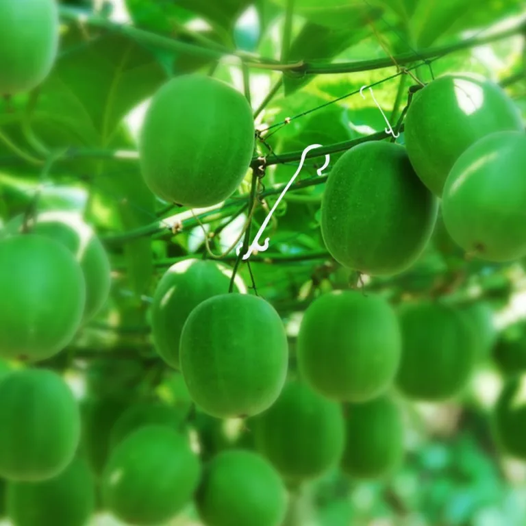 Veemoon 850 Stück Pflanzenstützhaken für Tomaten Obst und Gemüseranken Weiß 13cm Langlebiges Aufhängezubehör für Gewächshaus und Garten – Bild 7